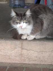 Lost Male Cat last seen 19th and Atlantic Ave, Long Beach, CA 90806