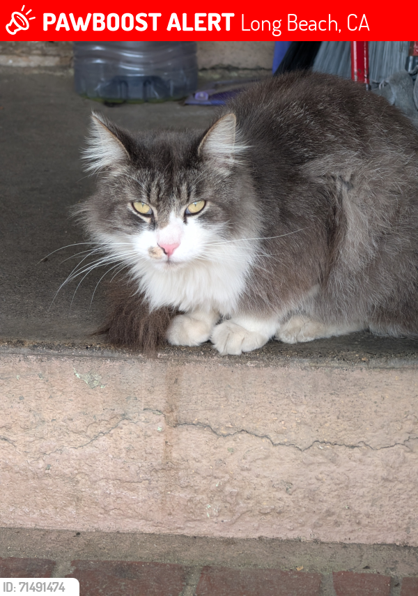 Lost Male Cat last seen 19th and Atlantic Ave, Long Beach, CA 90806