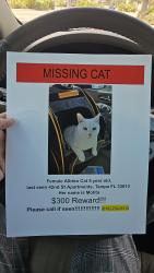 Lost Female Cat last seen Skipper rd and 42nd St, Tampa, FL 33613