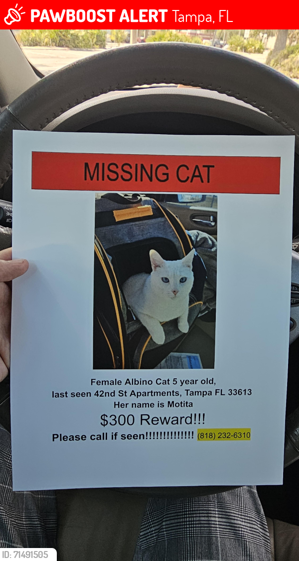Lost Female Cat last seen Skipper rd and 42nd St, Tampa, FL 33613