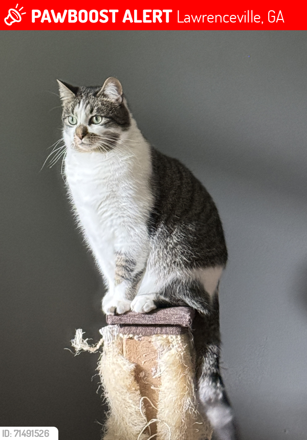Lost Male Cat last seen Hwy 20 and Gates Mill Drive, Lawrenceville, GA 30045