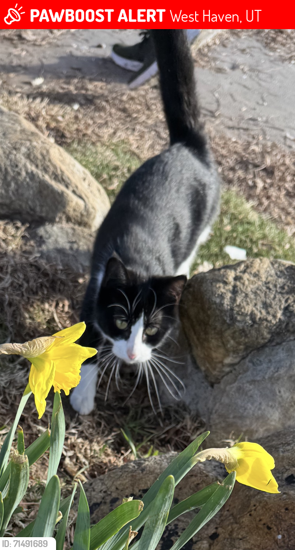 Lost Female Cat last seen Near W 2700 S, West Haven, West Haven, UT 84401