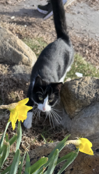 Lost Female Cat last seen Near W 2700  S, West Haven, West Haven, UT 84401