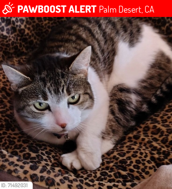 Lost Male Cat last seen Edinborough st palm desert, Palm Desert, CA 92211