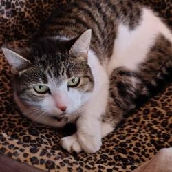 Lost Male Cat last seen Edinborough st palm desert, Palm Desert, CA 92211