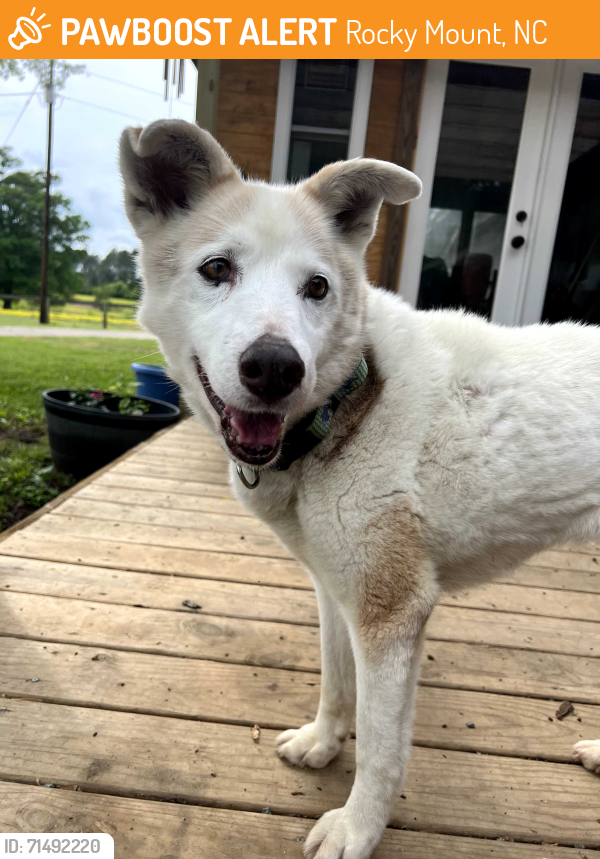 Found/Stray Female Dog last seen Battlboro, Rocky Mount, NC 27809