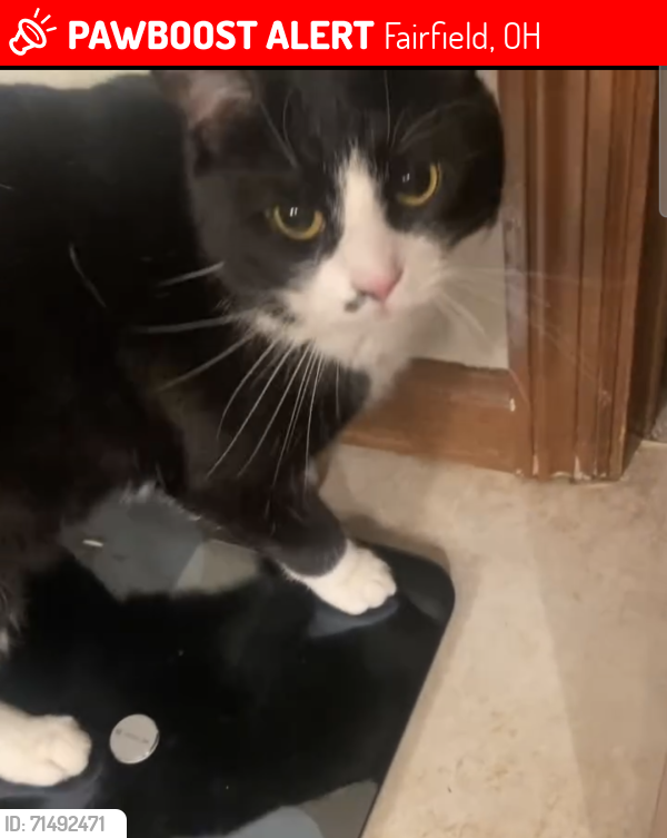 Lost Male Cat last seen Rolling Hills Subdivision 45014, Fairfield, OH 45014