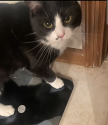 Lost Male Cat last seen Rolling Hills Subdivision 45014, Fairfield, OH 45014