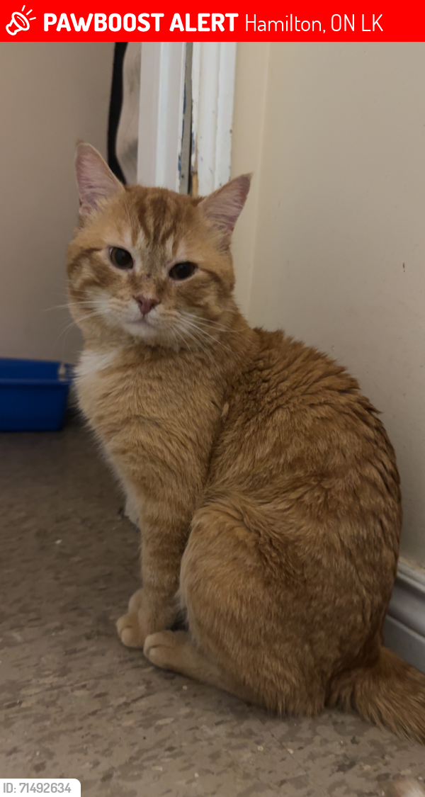 Lost Male Cat last seen King street east, Hamilton, ON L8K