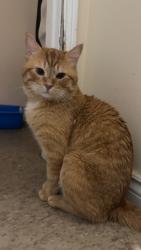 Lost Male Cat last seen King street east, Hamilton, ON L8K