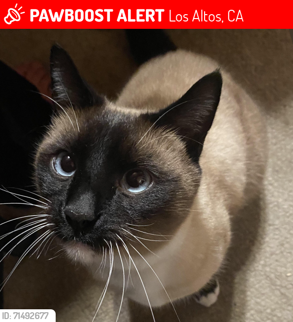 Lost Male Cat last seen Mckenzie Ave, Oakhurst Ave, Miramonte Ave, Portland Ave, Fremont Ave, Los Altos, CA 94024