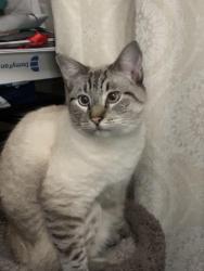 Lost Male Cat last seen Near Basswood Dr , San Antonio, TX 78213