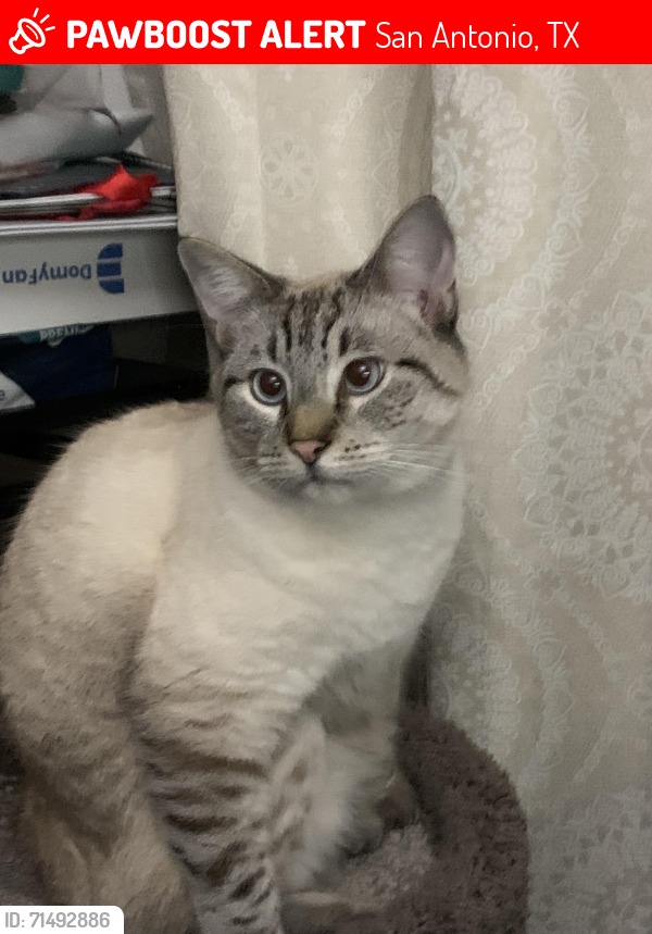 Lost Male Cat last seen Near Basswood Dr , San Antonio, TX 78213