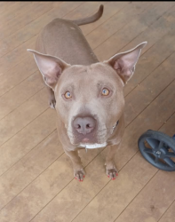 Lost Male Dog last seen Little Caesars Seneca SC, behind Tractor supply Seneca SC, Seneca, SC 29678