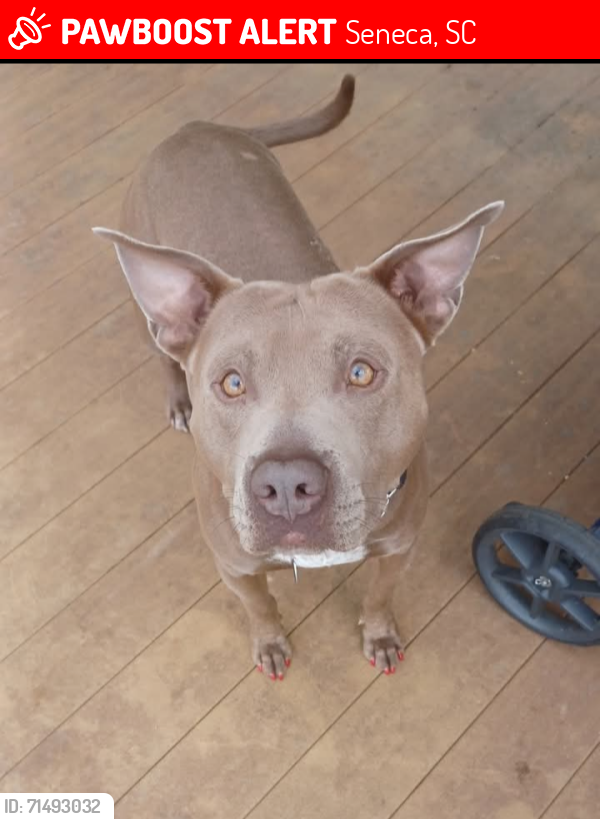 Lost Male Dog last seen Little Caesars Seneca SC, behind Tractor supply Seneca SC, Seneca, SC 29678