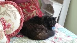 Lost Female Cat last seen Hill street Louisburg, NC/Hill Ridge Farm area, Louisburg, NC 27549