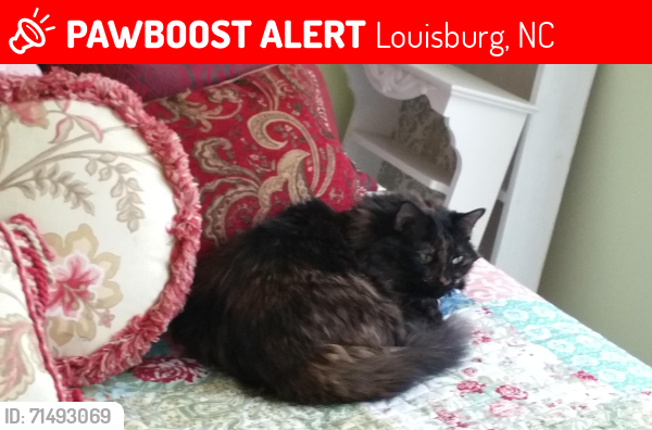 Lost Female Cat last seen Hill street Louisburg, NC/Hill Ridge Farm area, Louisburg, NC 27549