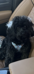 Lost Female Dog last seen North Las Vegas blvd , North Las Vegas, NV 89030