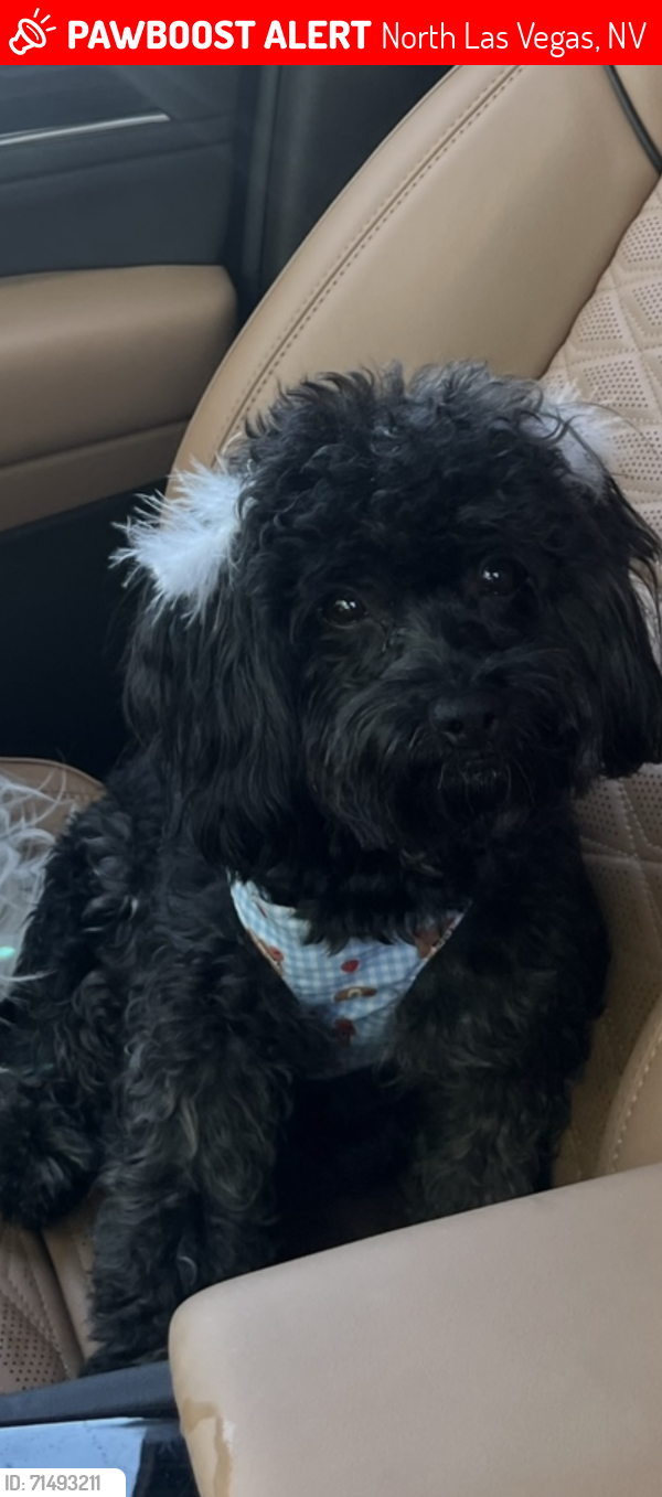 Lost Female Dog last seen North Las Vegas blvd , North Las Vegas, NV 89030