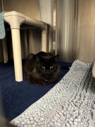 Lost Female Cat last seen Mosby Court  @ 20th st, Richmond, VA 23223