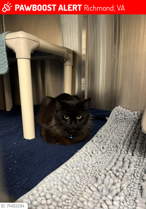 Lost Female Cat last seen Mosby Court  @ 20th st, Richmond, VA 23223