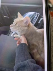 Lost Male Cat last seen Bo'ness , Falkirk, Scotland EH51