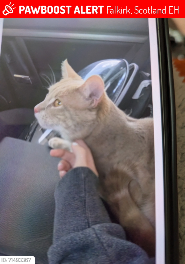 Lost Male Cat last seen Bo'ness , Falkirk, Scotland EH51