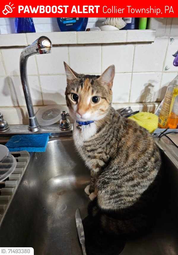 Lost Female Cat last seen Fort Pitt Road, Collier Township, PA 15106