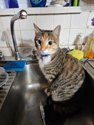Lost Female Cat last seen Fort Pitt Road, Collier Township, PA 15106