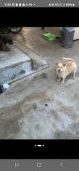 Lost Female Dog last seen 33rd & 34st , Long Beach, CA 90810