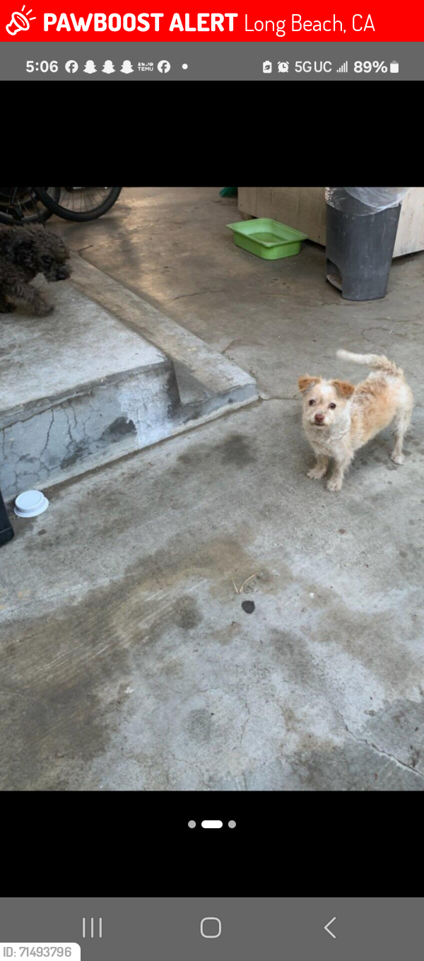 Lost Female Dog last seen 33rd & 34st , Long Beach, CA 90810