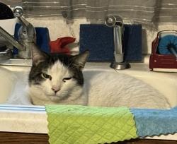 Lost Male Cat last seen Has a gray striped tail,white body , Prairie City, IA 50228