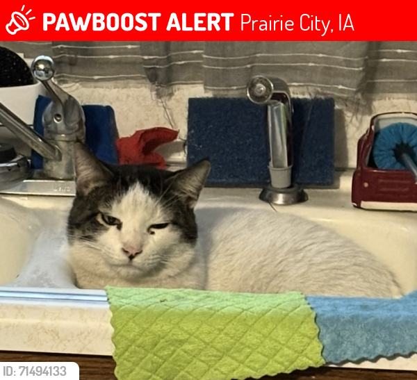 Lost Male Cat last seen Has a gray striped tail,white body , Prairie City, IA 50228