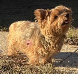 Lost Female Dog last seen Clearview Cir by the Welcome Center, Columbus, GA 31907