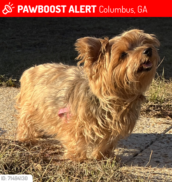 Lost Female Dog last seen Clearview Cir by the Welcome Center, Columbus, GA 31907
