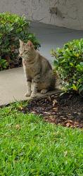 Lost Male Cat last seen 2nd street and 8th Avenue, Regency Heights , Clearwater, FL 33761
