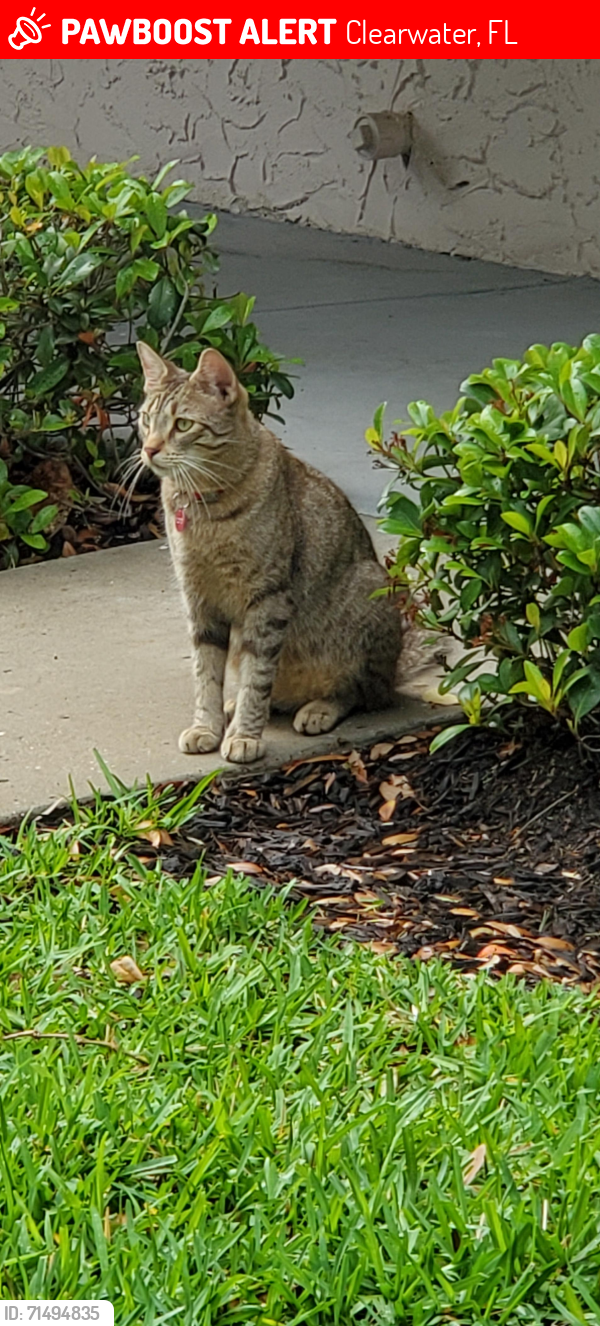 Lost Male Cat last seen 2nd street and 8th Avenue, Regency Heights , Clearwater, FL 33761