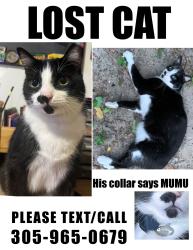 Reunited Male Cat last seen Near S Audubon Dr, hmstd, FL 33035, Homestead, FL 33035