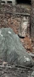 Lost Female Cat last seen Meadowlark Drive Tobyhanna Pennsylvania a Pocono Country Place, Coolbaugh Township, PA 18466