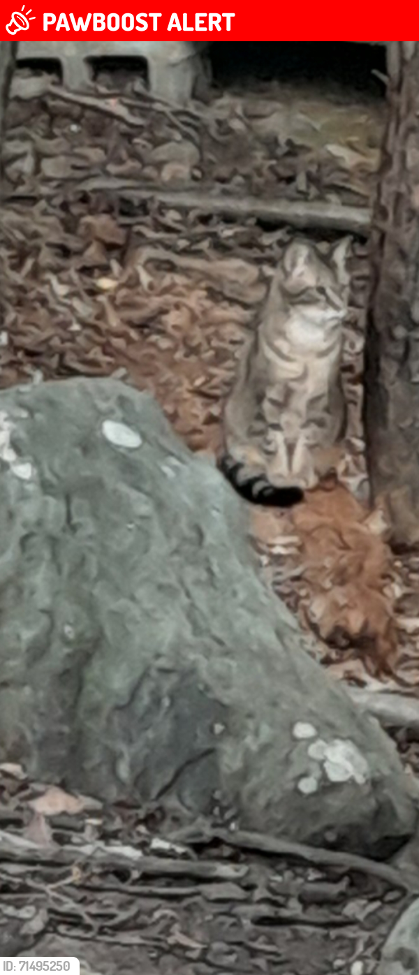 Lost Female Cat last seen Meadowlark Drive Tobyhanna Pennsylvania a Pocono Country Place, Coolbaugh Township, PA 18466