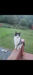 Lost Male Cat last seen Mississippi Avenue and Stanton Road , Washington, DC 20020