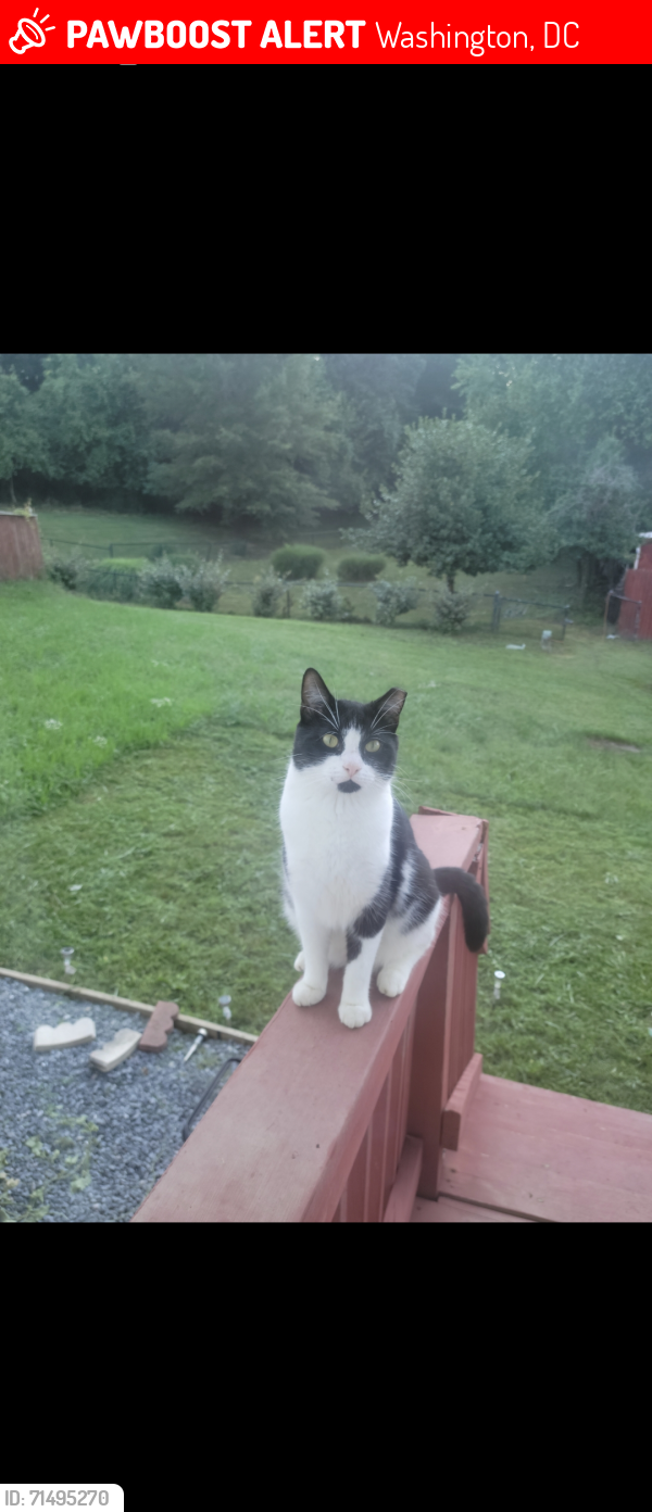 Lost Male Cat last seen Mississippi Avenue and Stanton Road , Washington, DC 20020