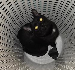 Lost Male Cat last seen 60th and Vasquez , Commerce City, CO 80022