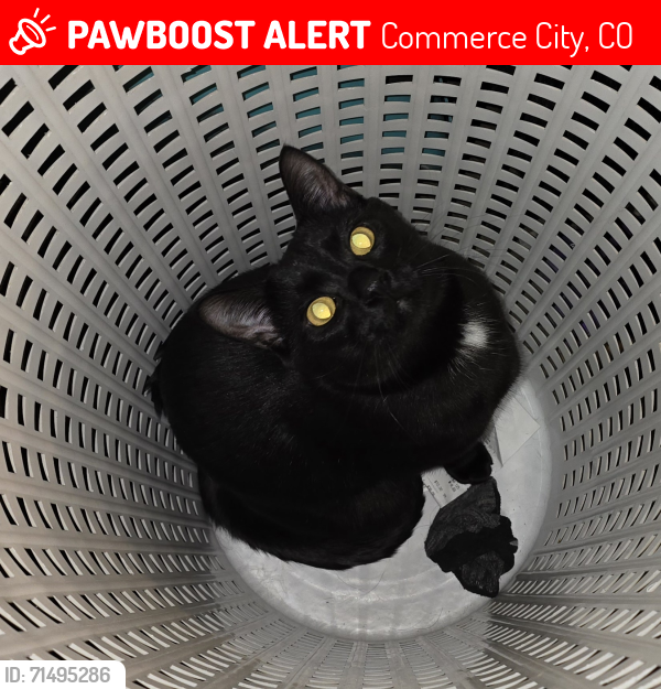 Lost Male Cat last seen 60th and Vasquez, Commerce City, CO 80022