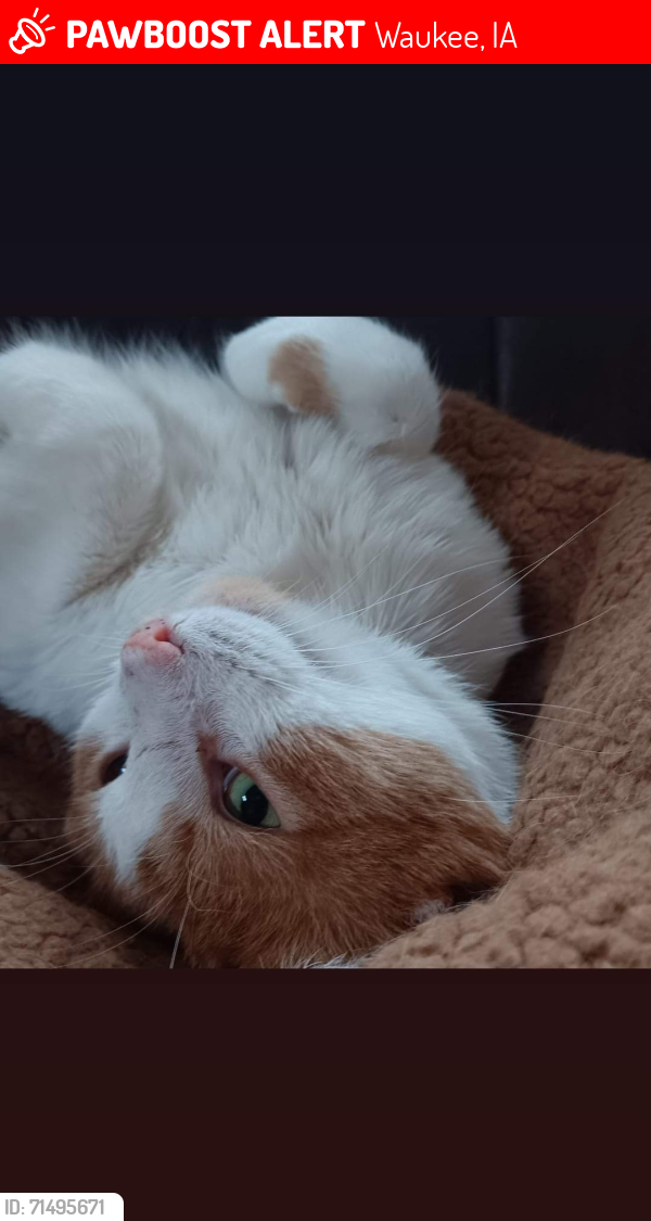 Lost Male Cat last seen Olson Drive, Brick Drive, Waukee, IA 50263