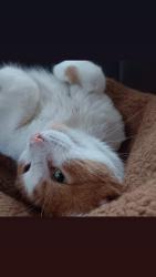 Lost Male Cat last seen Olson Drive, Brick Drive, Waukee, IA 50263