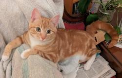 Lost Male Cat last seen Clarendon Road West, Chorlton, Greater Manchester, England M21 0RW