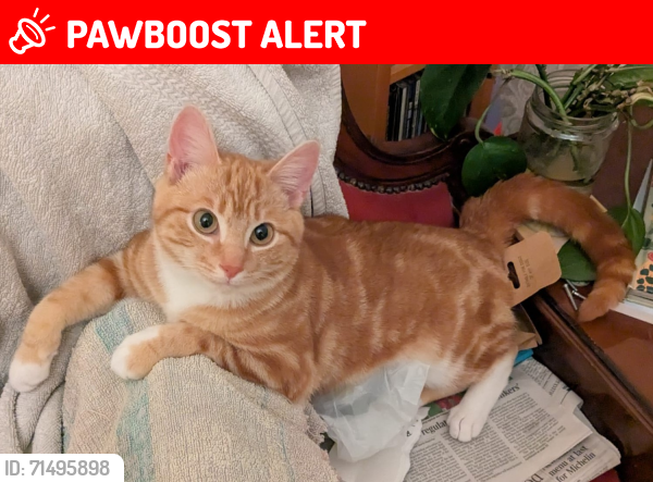 Lost Male Cat last seen Clarendon Road West, Chorlton, Greater Manchester, England M21 0RW