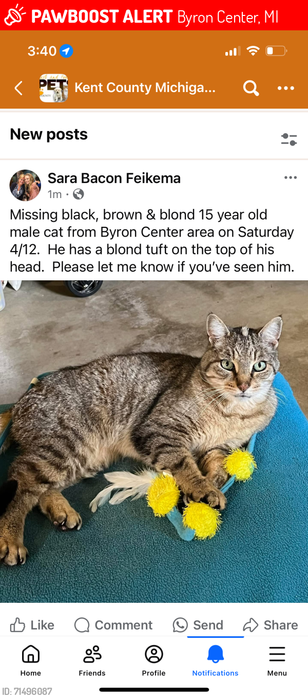 Lost Male Cat last seen Meadow Haven & Meadowridge, Byron Center, MI 49315