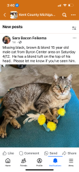 Lost Male Cat last seen Meadow Haven & Meadowridge, Byron Center, MI 49315